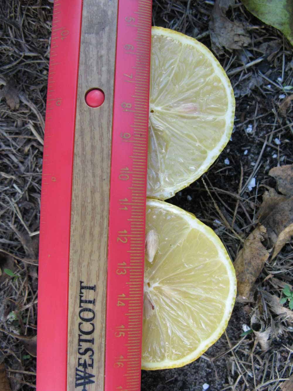              Fruit (Winter Haven, FL)       